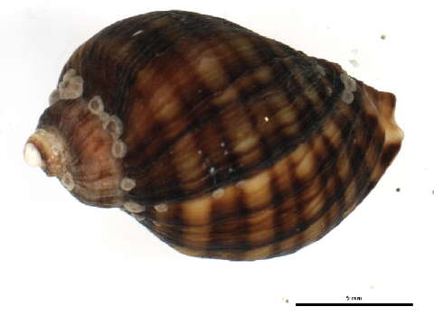 Image of Nucella ostrina (Gould 1852)