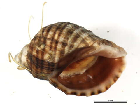 Image de Nucella ostrina (Gould 1852)