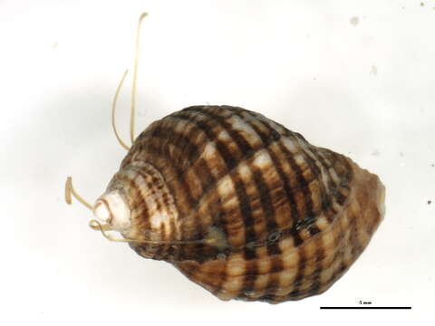 Image de Nucella ostrina (Gould 1852)