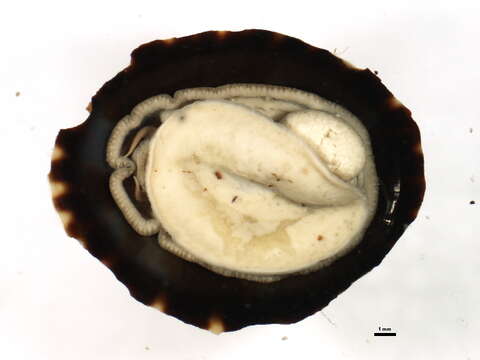 Sivun Lottia scutum (Rathke 1833) kuva