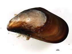 Image of Northern blue mussel