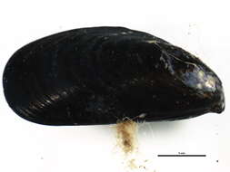 Image of Northern blue mussel