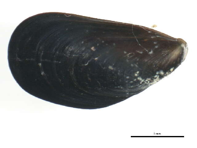 Image of Northern blue mussel