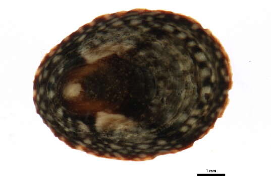 Image of Lottia paradigitalis (Fritchman 1960)