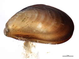 Image of Northern blue mussel