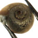 Image of Physella ancillaria (Say 1825)