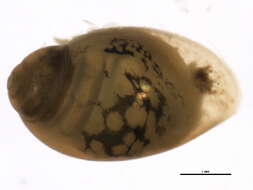 Image of <i>Physa jennessi</i>