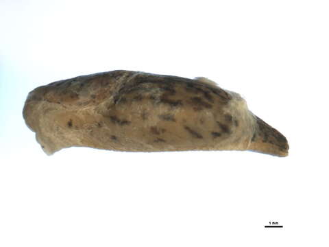 Image of grey field slug