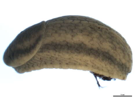 Image of heath slug