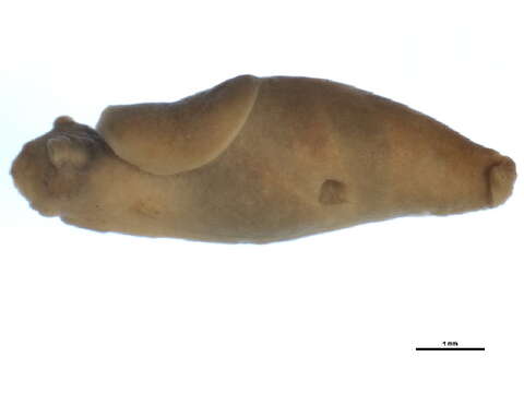 Image of Limacoidea Batsch 1789