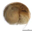 Image of <i>Allogona lombardii</i>