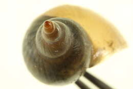 Image of Great Pond Snail