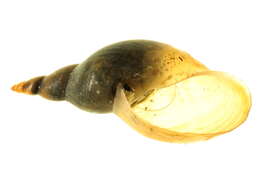 Image of Great Pond Snail