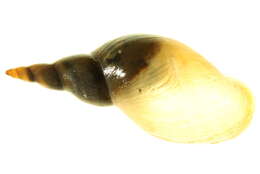 Image of Great Pond Snail