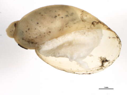 Image of Oxyloma Westerlund 1885