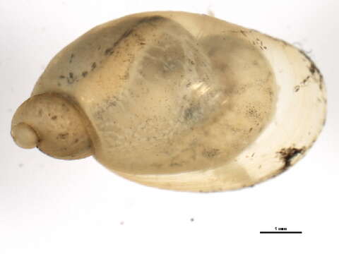 Image of Oxyloma Westerlund 1885