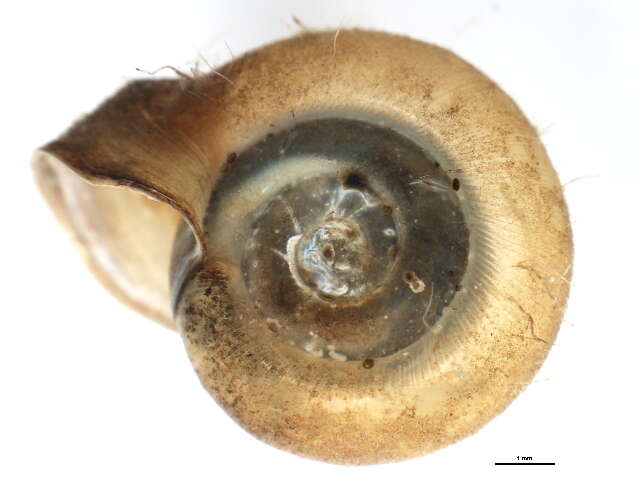 Helisoma Swainson 1840 resmi