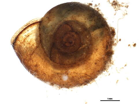 Image of Lymnaeoidea Rafinesque 1815