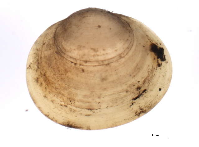 صورة Sphaerium occidentale (Prime ex Lewis 1856)