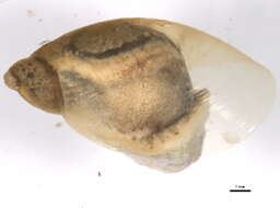 Image of <i>Novisuccinea ovalis</i>