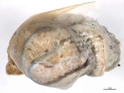 Image of <i>Novisuccinea ovalis</i>