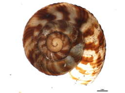 Image of Anguispira alternata