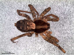 Image of Xenoctenidae