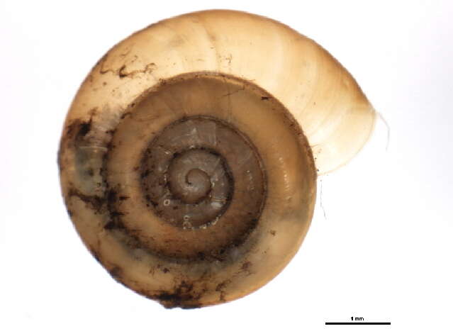 Image of bark snail