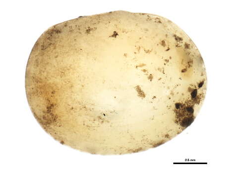 صورة Sphaerium occidentale (Prime ex Lewis 1856)