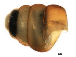 Image of Columella simplex