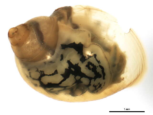 Plancia ëd Physella acuta (Draparnaud 1805)