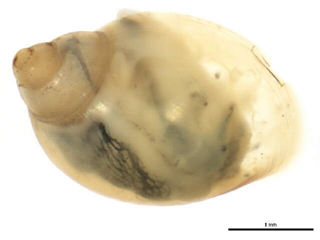 Plancia ëd Physella acuta (Draparnaud 1805)