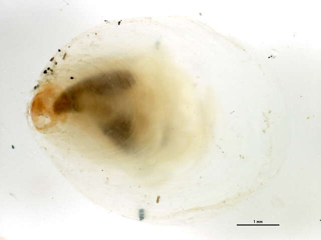 Crepidula williamsi Coe 1947的圖片