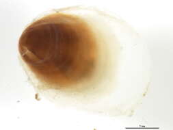 Image of Crepidula williamsi Coe 1947