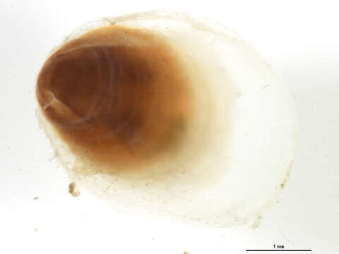 Crepidula williamsi Coe 1947的圖片