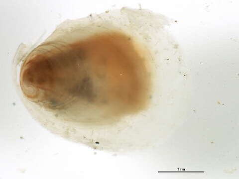 Crepidula williamsi Coe 1947的圖片