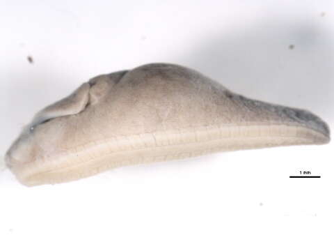 Image of Brown Slug