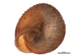 Imagem de Strobilopsidae