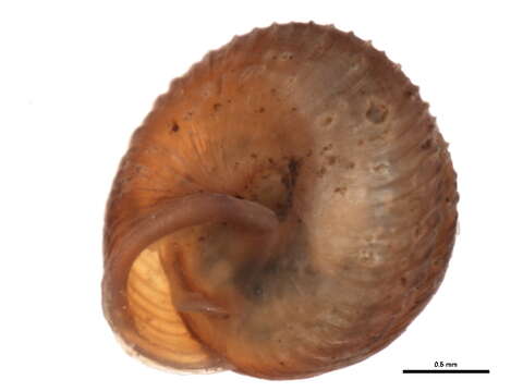 Image of Strobilopsidae