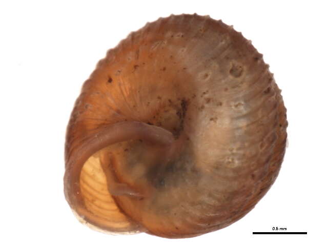 Image of Strobilopsidae