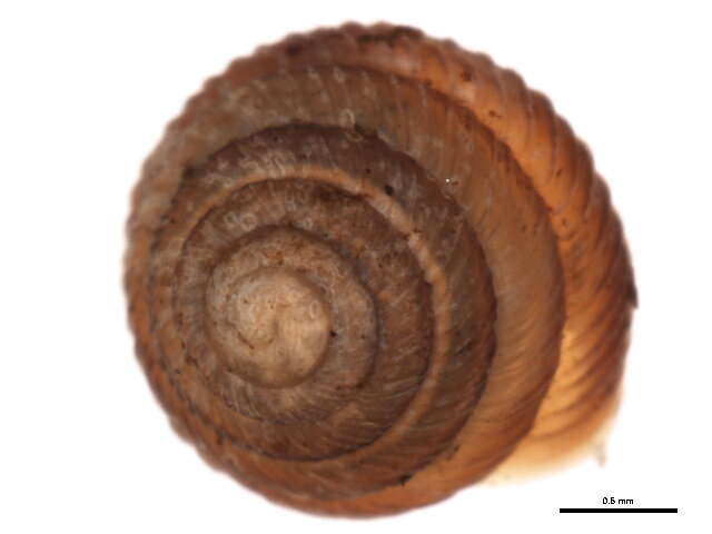 Image de Strobilopsidae