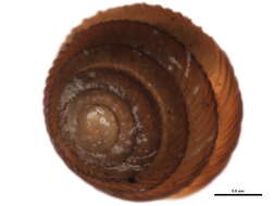 Image of Strobilopsidae