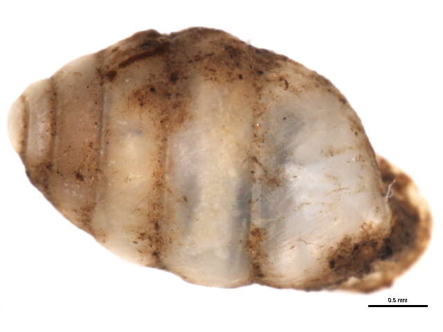Image of Gastrocoptidae