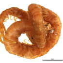 Image of Linotaeniidae