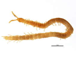 Image of Linotaeniidae