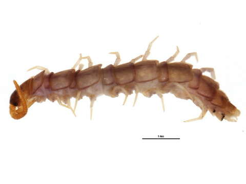 Lamyctes subgen. Lamyctes Meinert 1868 resmi