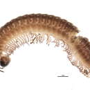 Image of Cleidogonidae