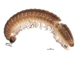 Image of Cleidogonidae