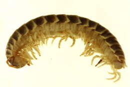 Image of Xystodesmidae