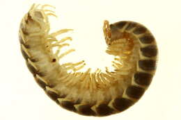 Image of Xystodesmidae